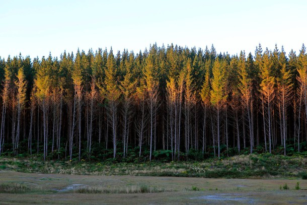 kieferwaldnord