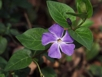 30228VINCA.jpg