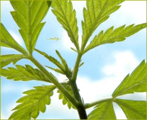 50655weed.jpg