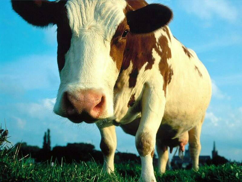 54146westerncow-02-jan-2004.jpg