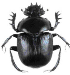 64988sca.jpg